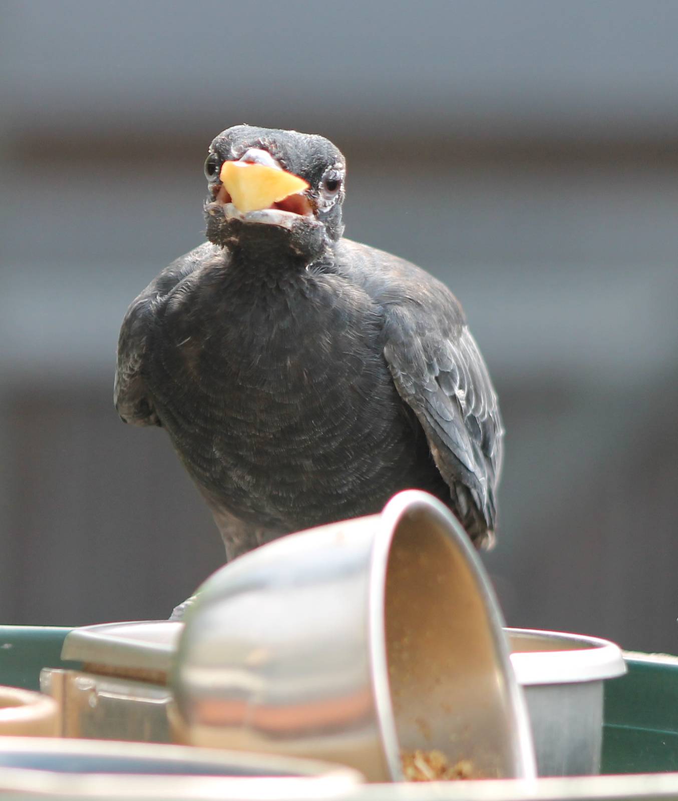 Bare-necked fruitcrow female