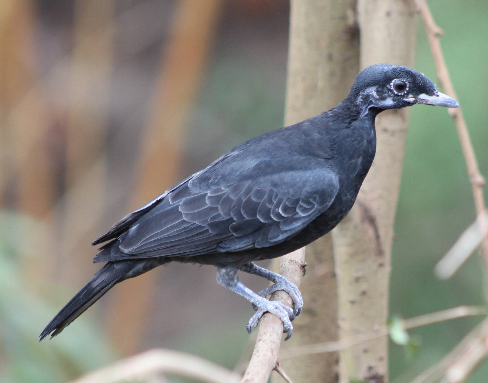 Bare-necked fruitcrow female