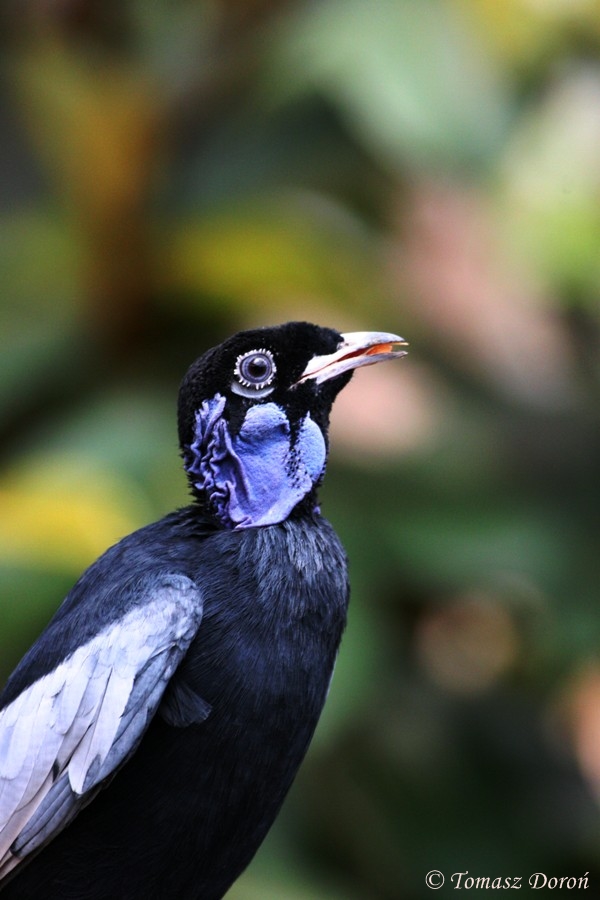 Bare-necked Fruitcrow (Gymnoderus foetidus) - male