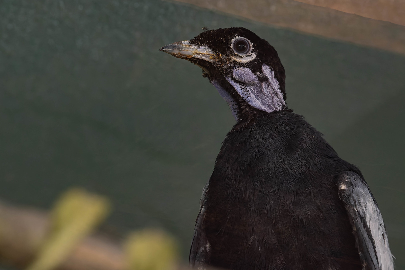 Bare-necked fruitcrow (Gymnoderus foetidus)