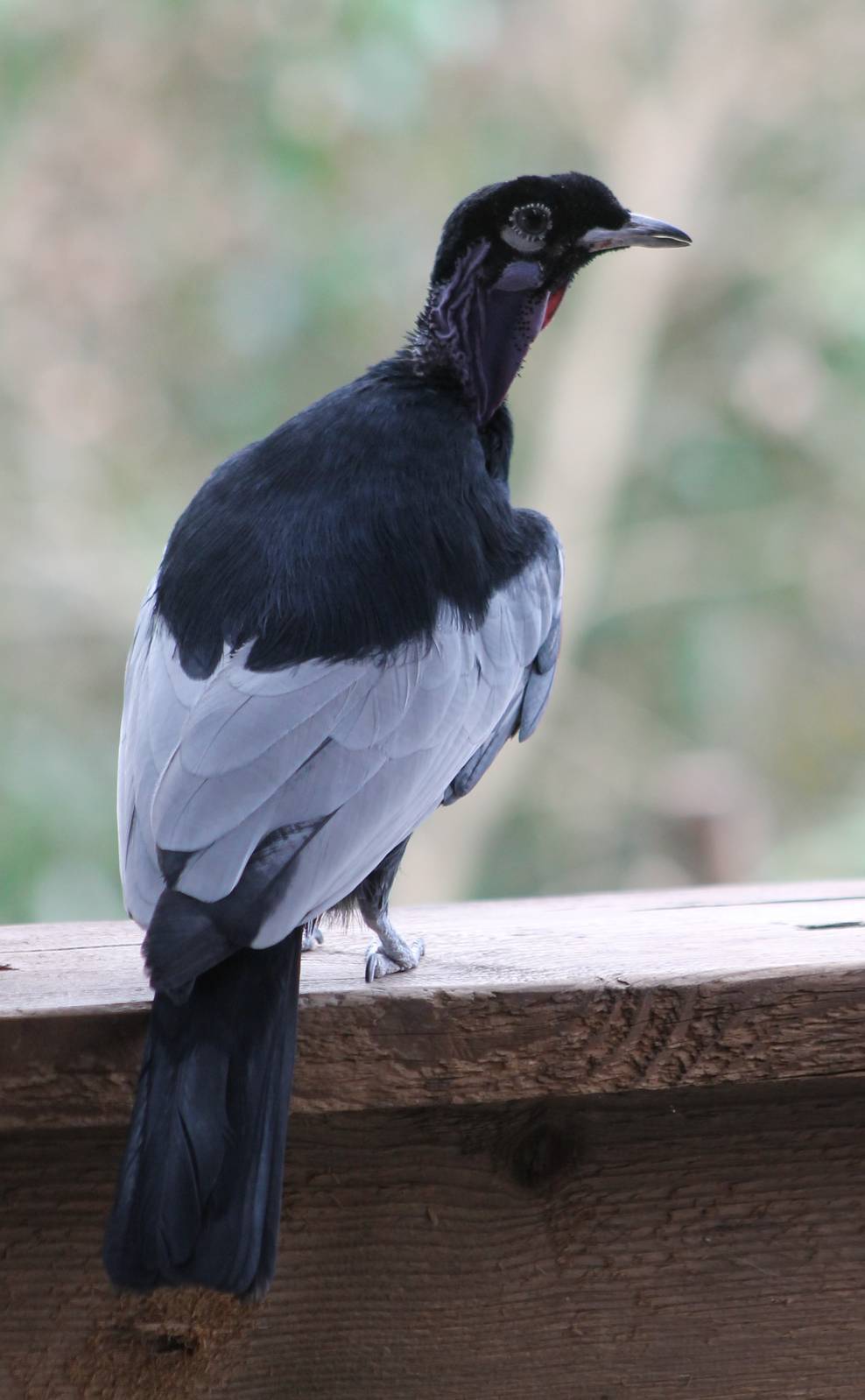 Bare-necked fruitcrow male
