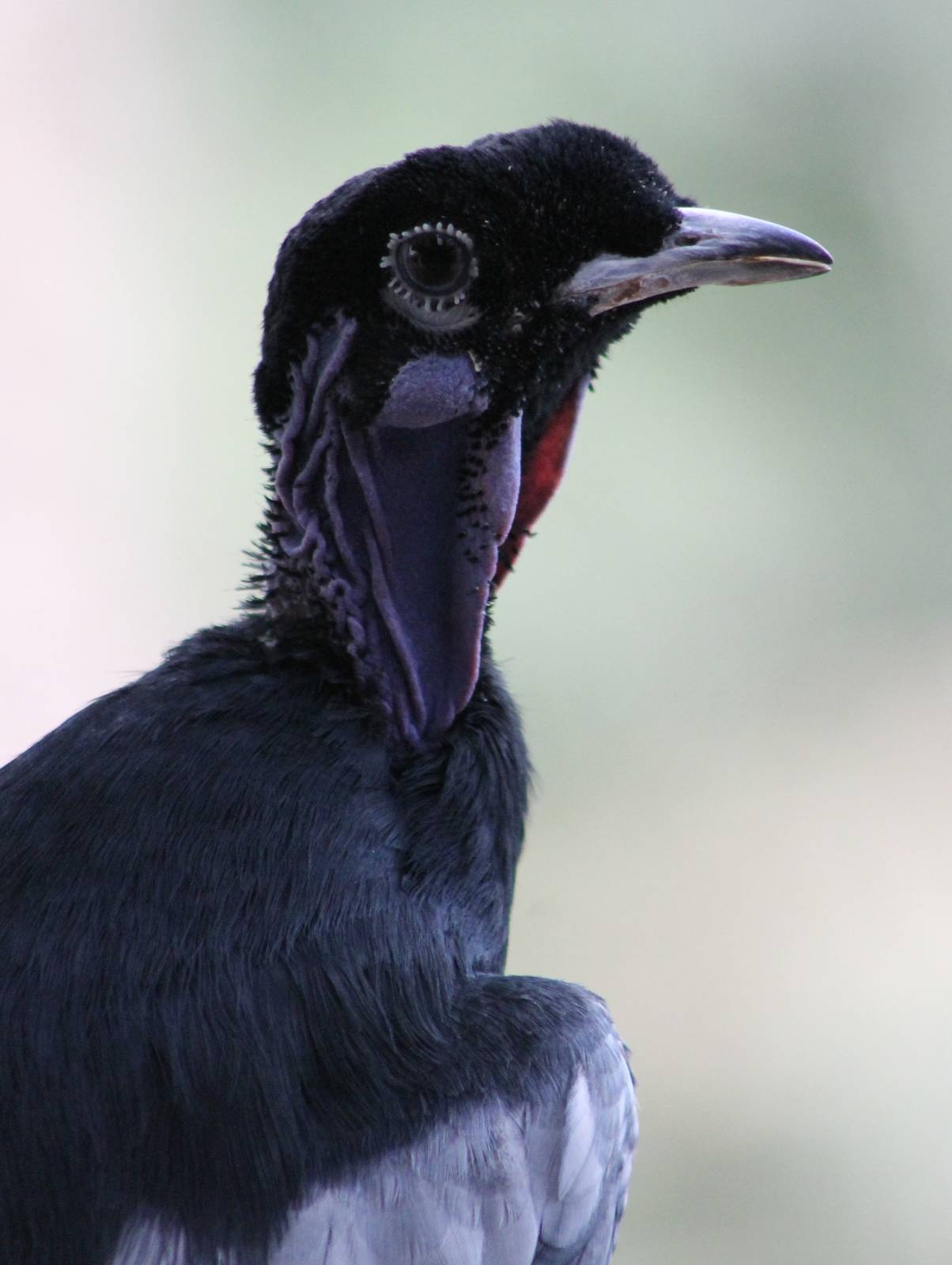 Bare-necked fruitcrow male