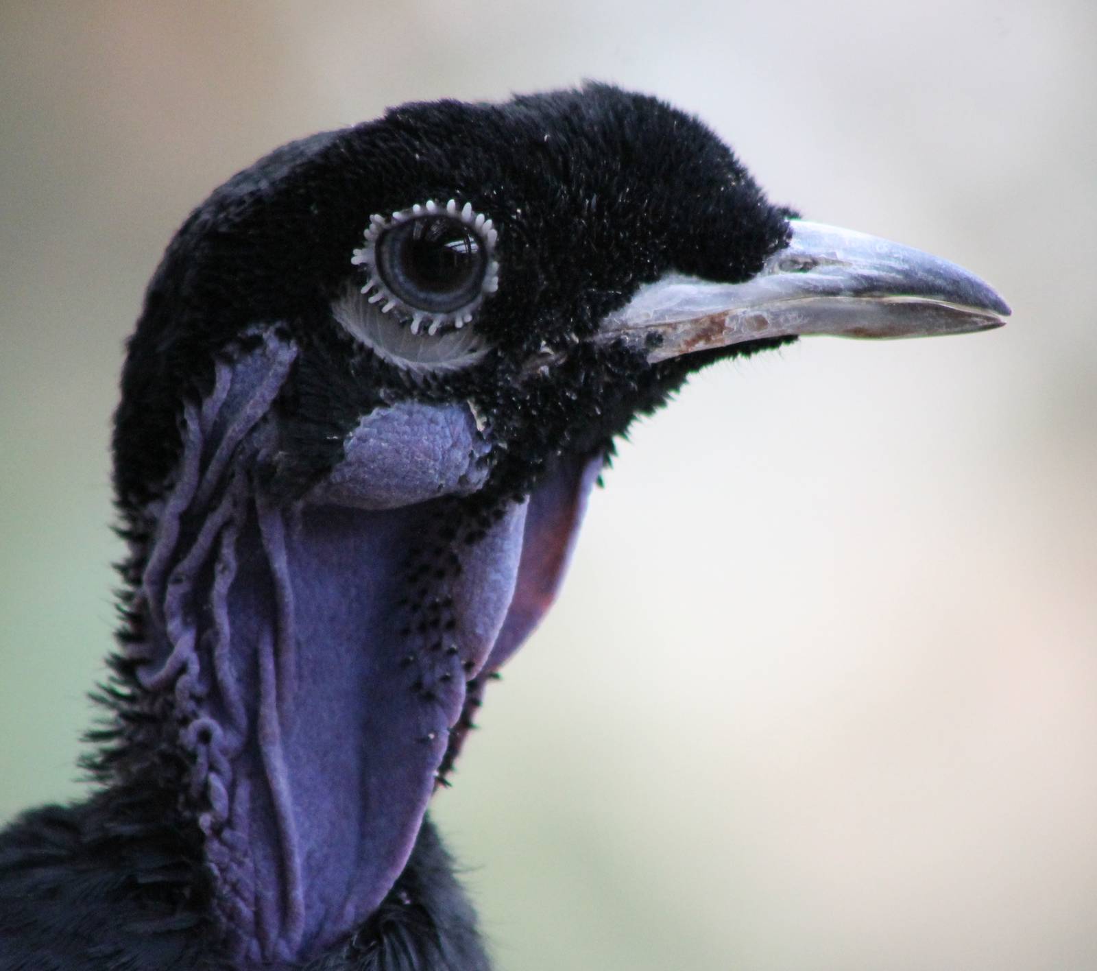 Bare-necked fruitcrow male
