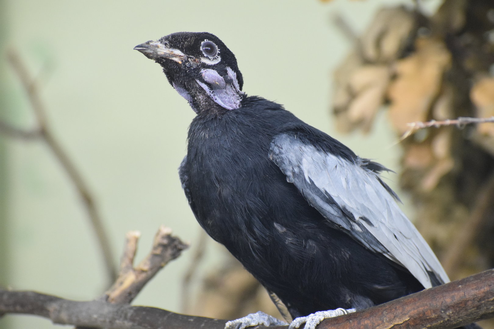 Bare-necked fruitcrow - October 2023
