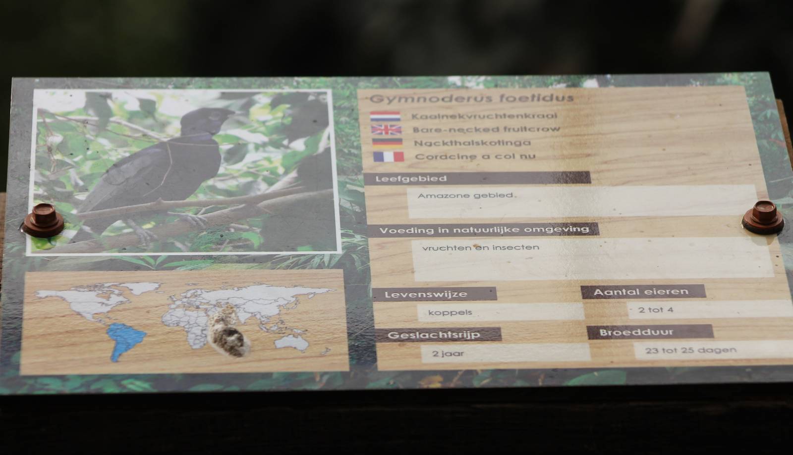 Bare-necked fruitcrow