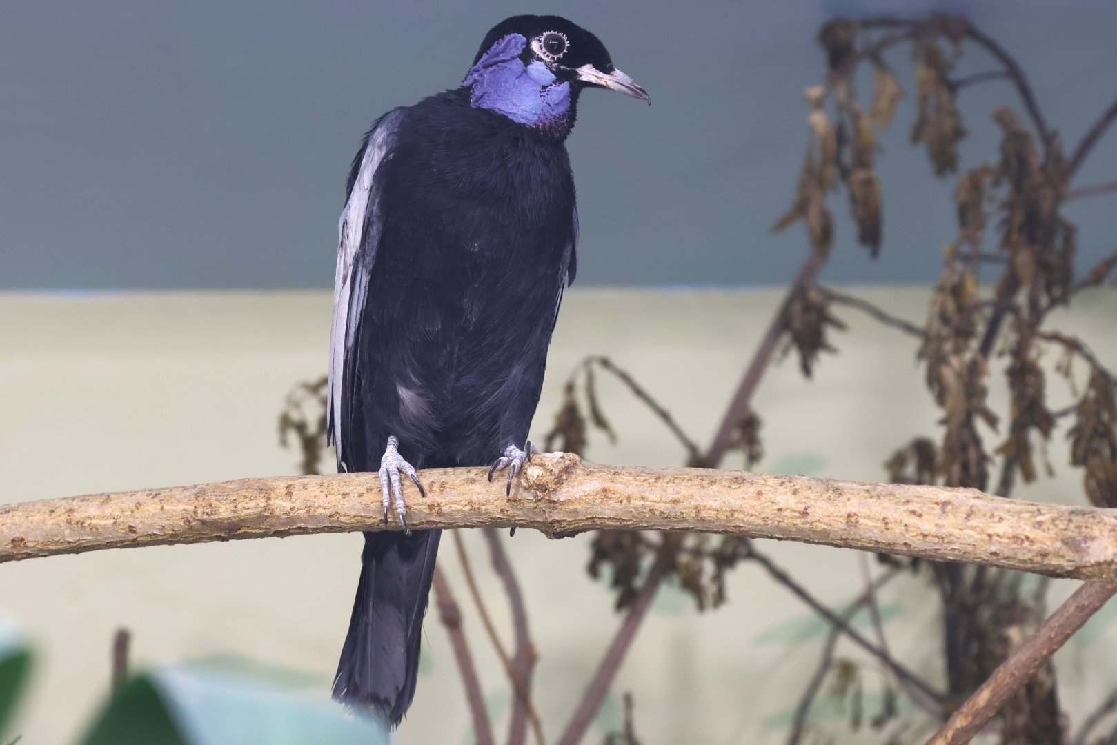Bare-necked fruitcrow