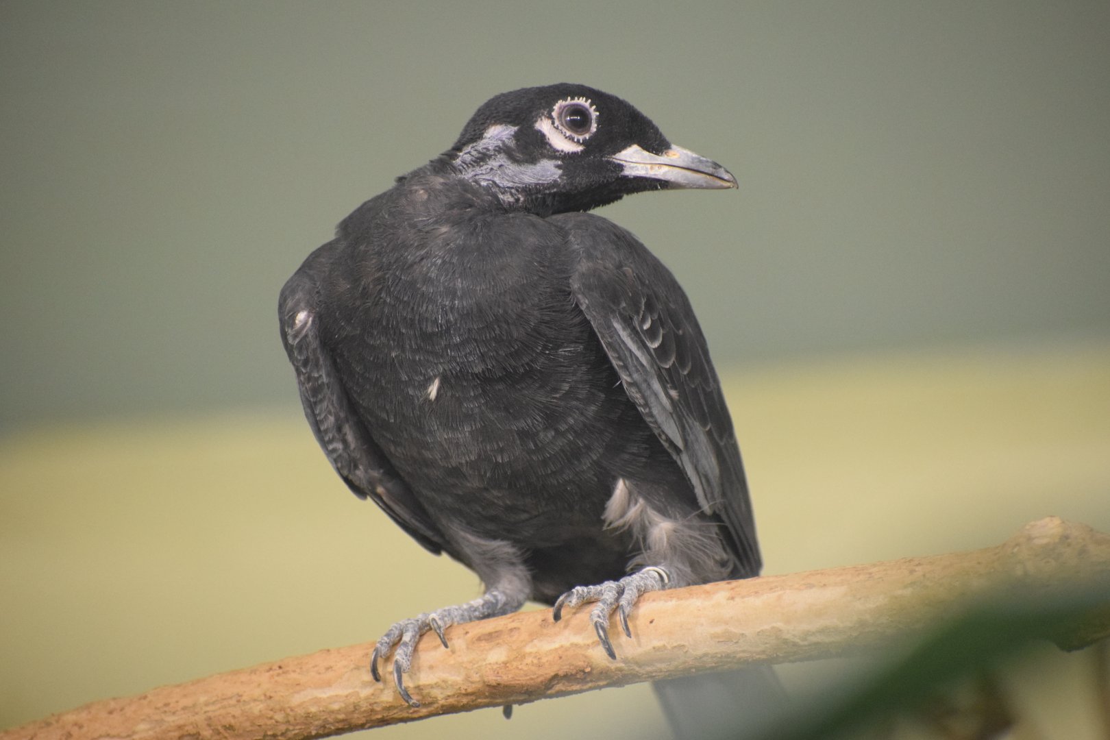 Bare-necked fruitcrow