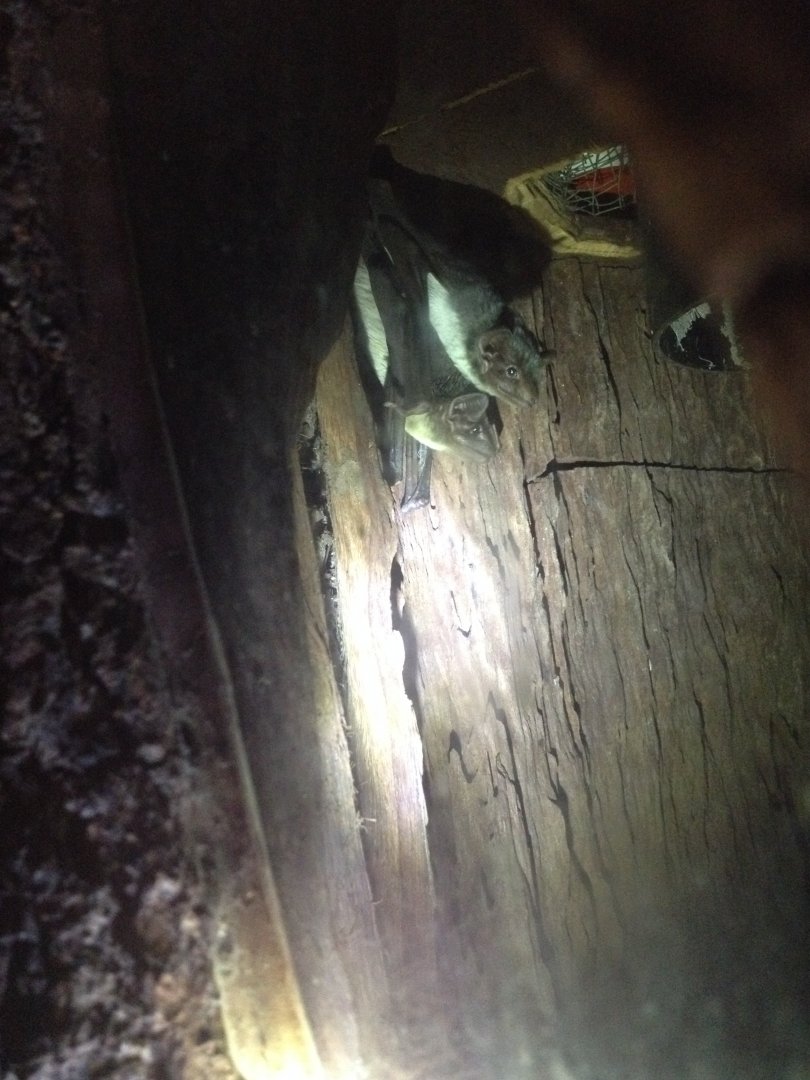 Bare-rumped Sheath-tail Bat (Saccolaimus saccolaimus)