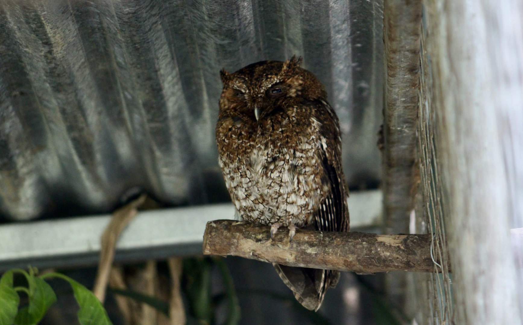 Bare-Shanked Screech Owl (Megascops clarkii)