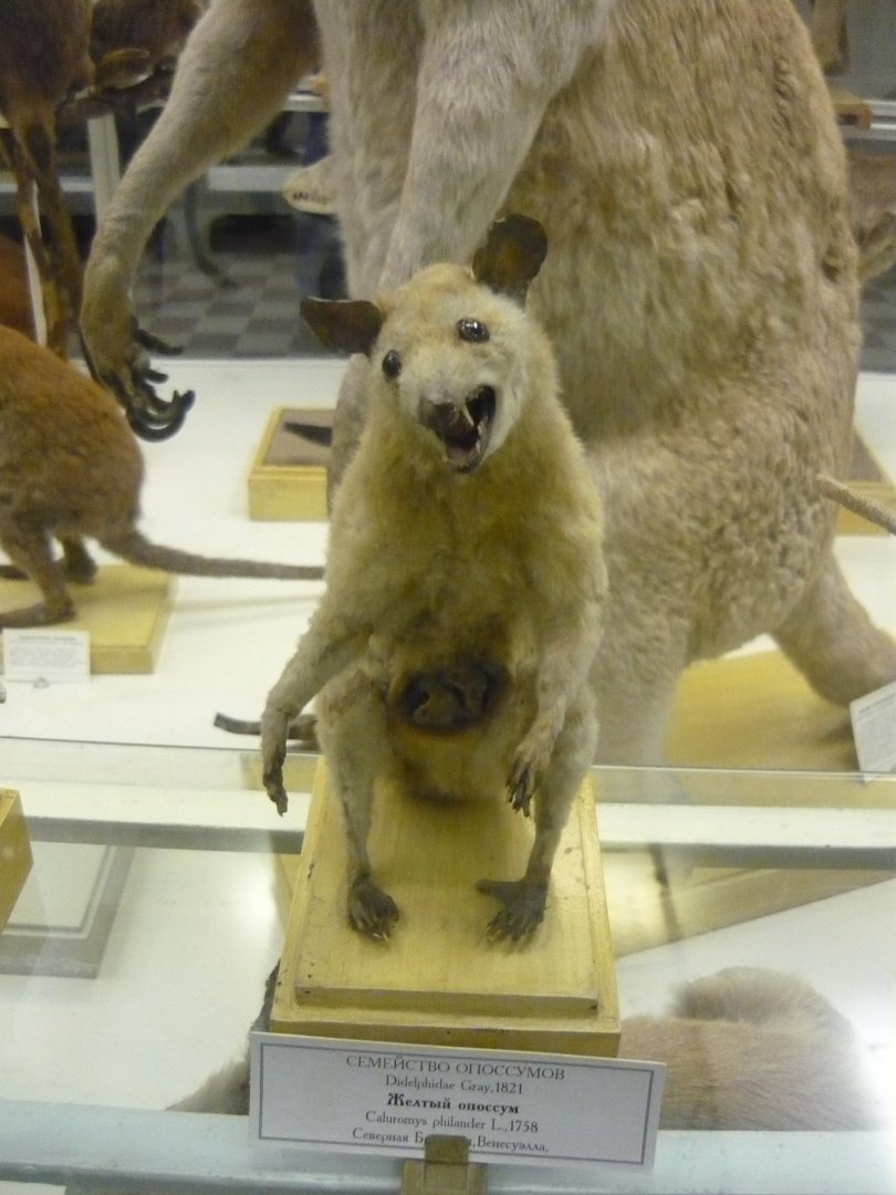 Bare-tailed woolly opossum