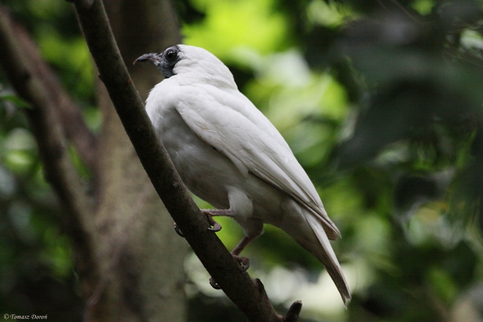 Bare-throated Bellbird (Procnias nudicollis) June 2009