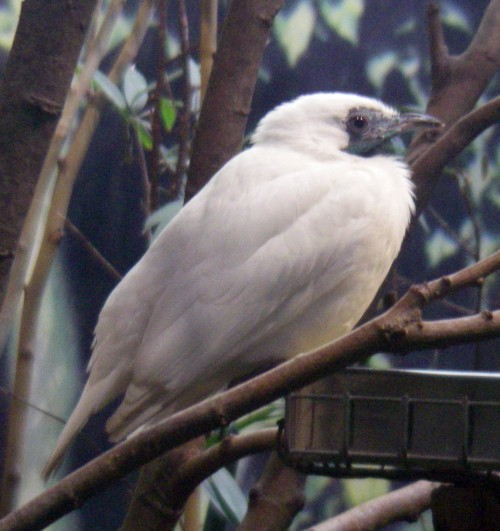 Bare-throated Bellbird (Procnias nudicollis)