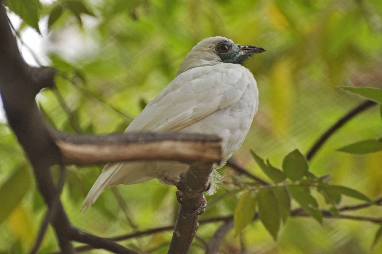Bare-throated bellbird (Procnias nudicollis)