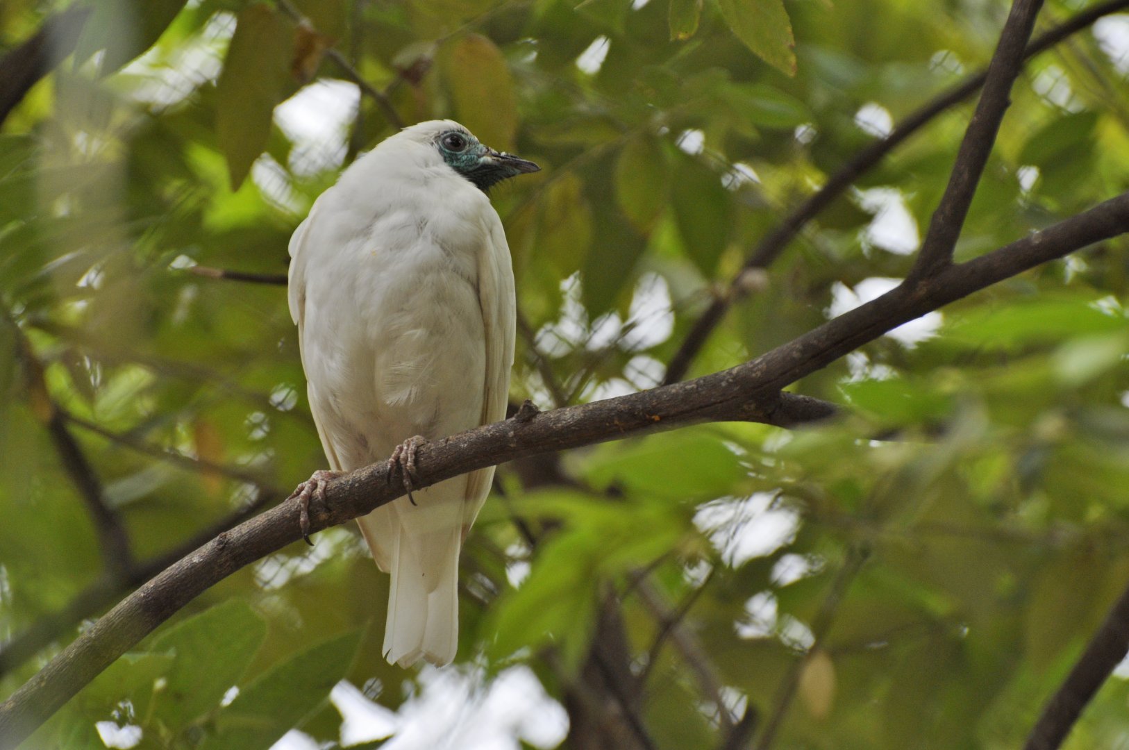 Bare-throated bellbird (Procnias nudicollis)