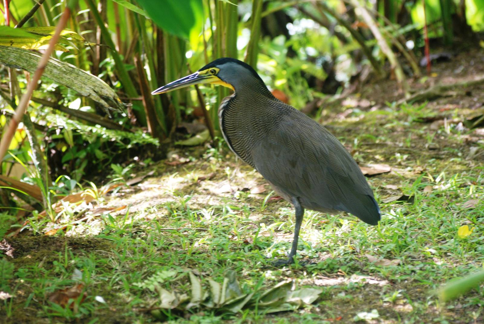Bare-throated Tiger Heron in Tortuguero, 13/04/14