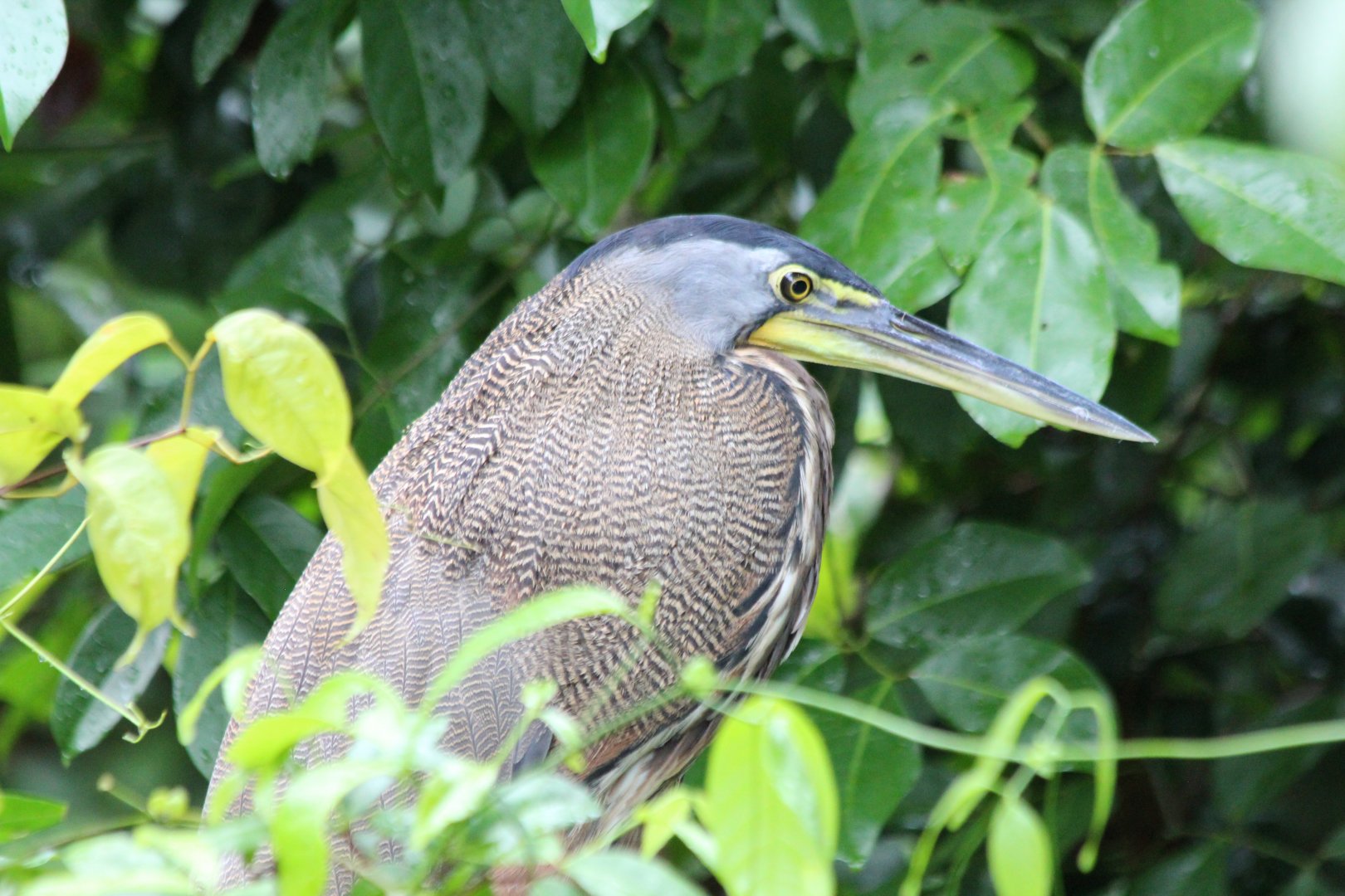 Bare-throated Tiger Heron - Mar 2019