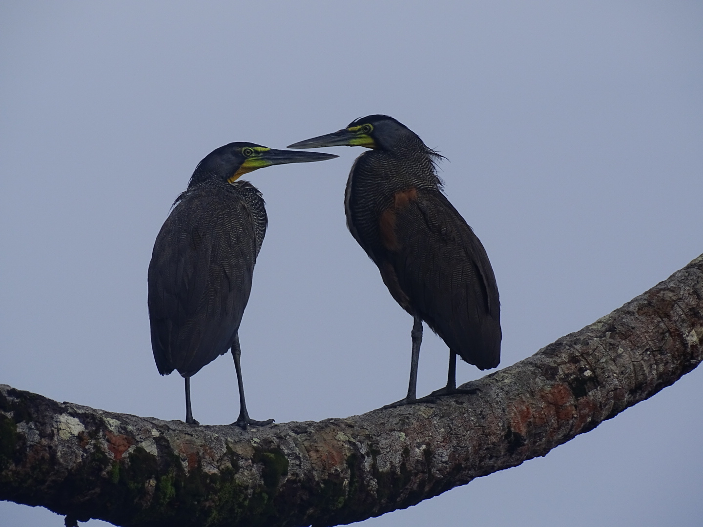 Bare-throated tiger heron, Tigrisoma mexicanum