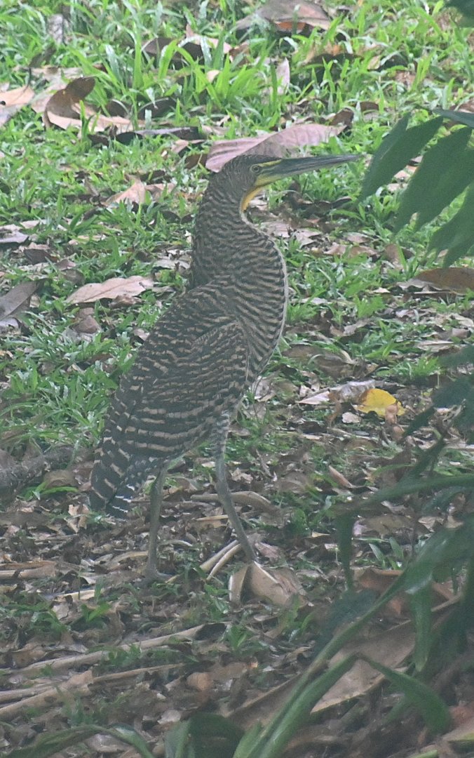 Bare-throated Tiger Heron (Tigrisoma mexicanum)