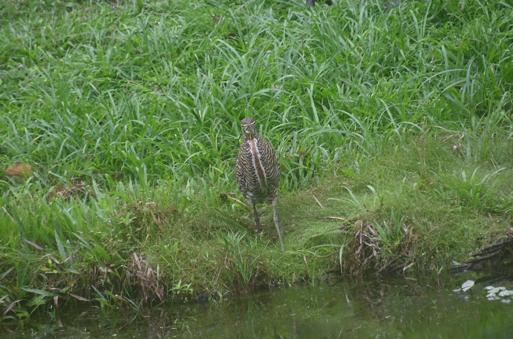Bare-throated Tiger Heron (Tigrisoma mexicanum)