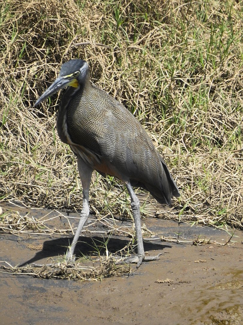 Bare Throated Tiger Heron