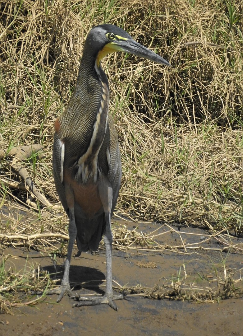 Bare Throated Tiger Heron
