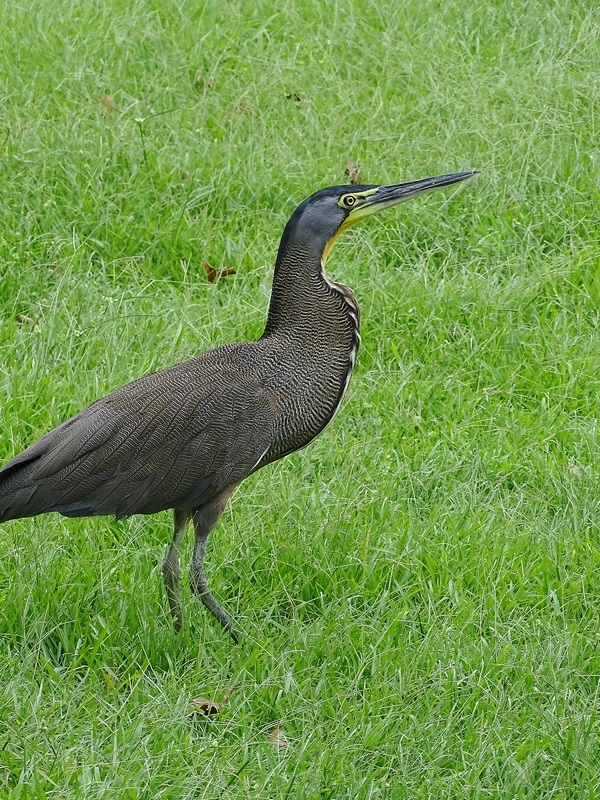 Bare-throated tiger heron