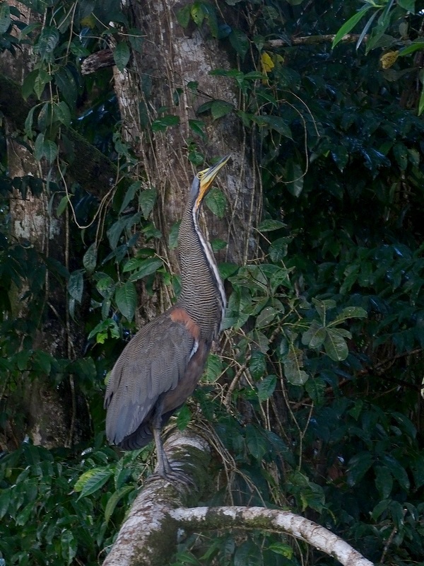 Bare-throated tiger heron