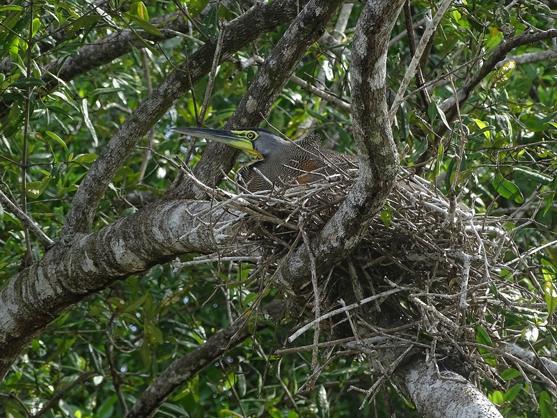 Bare-throated tiger heron