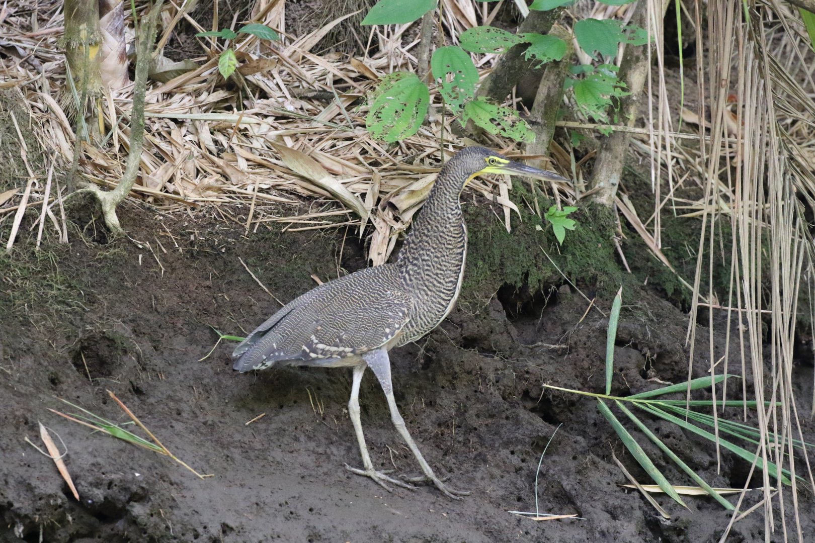 Bare-throated Tiger Heron