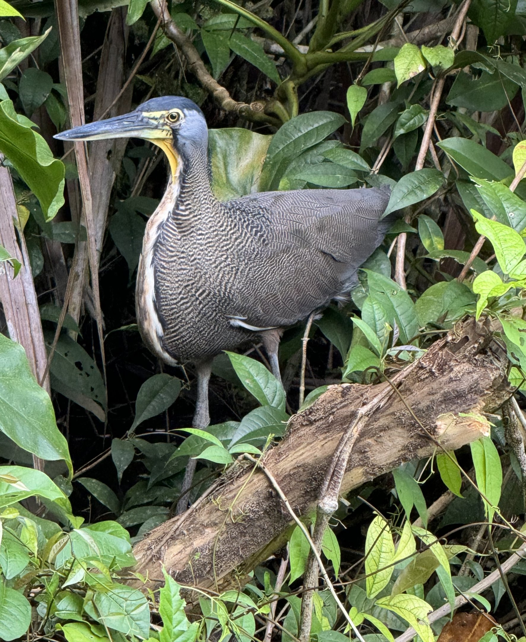 Bare-throated tiger heron