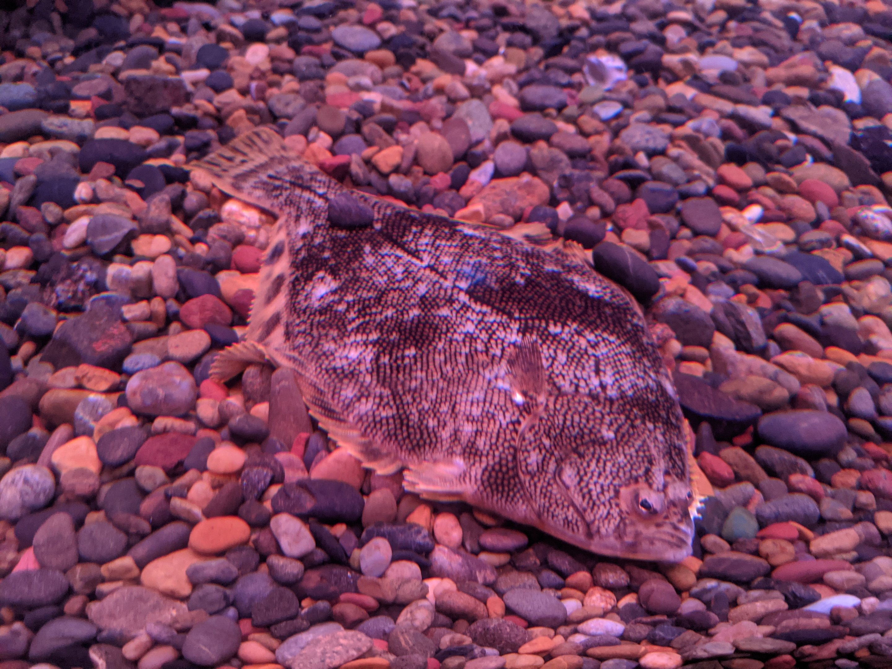 Barfin Flounder (Verasper moseri), Wakkanai Aquarium