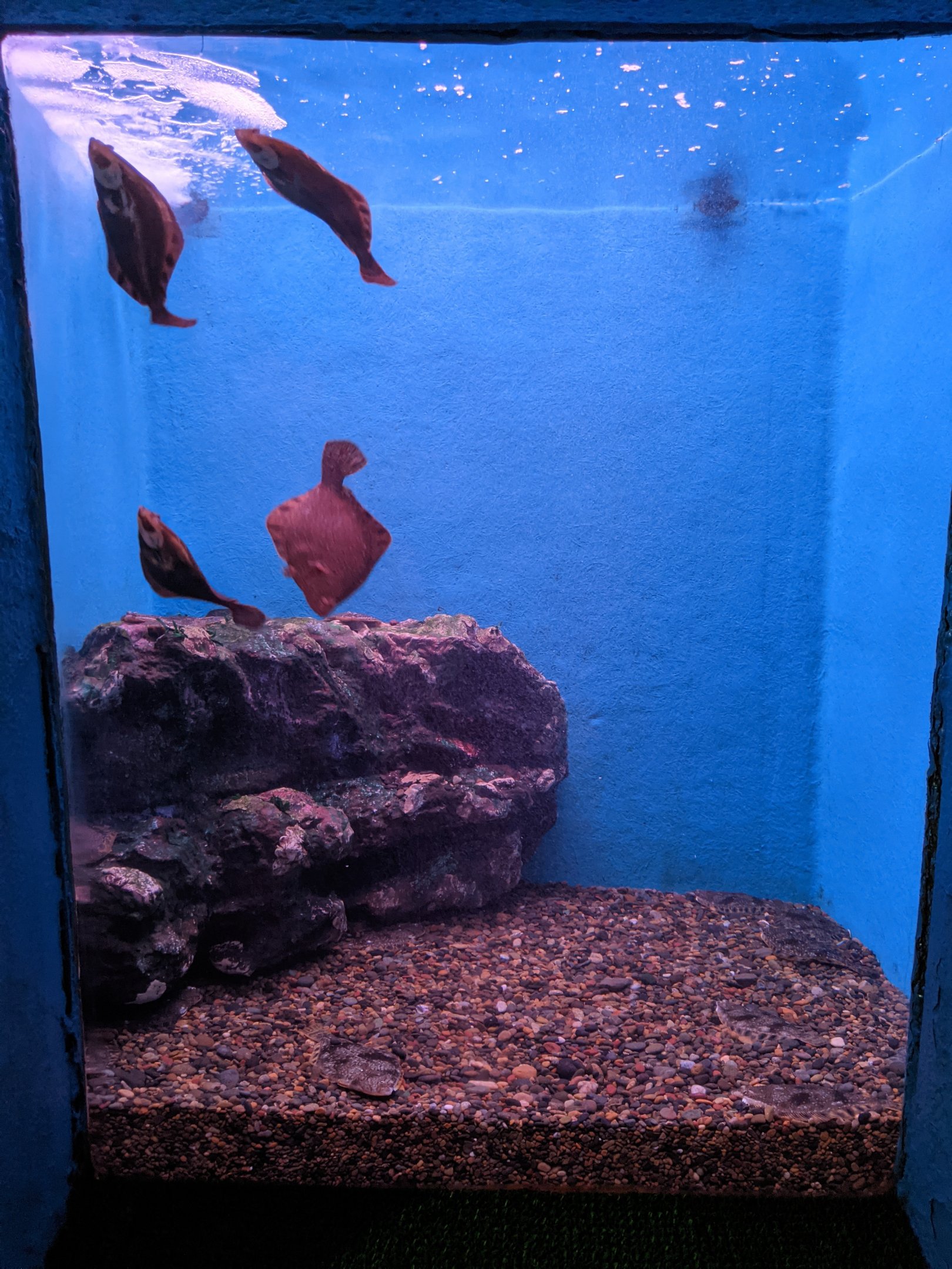 Barfin Flounders (Verasper moseri), Wakkanai Aquarium