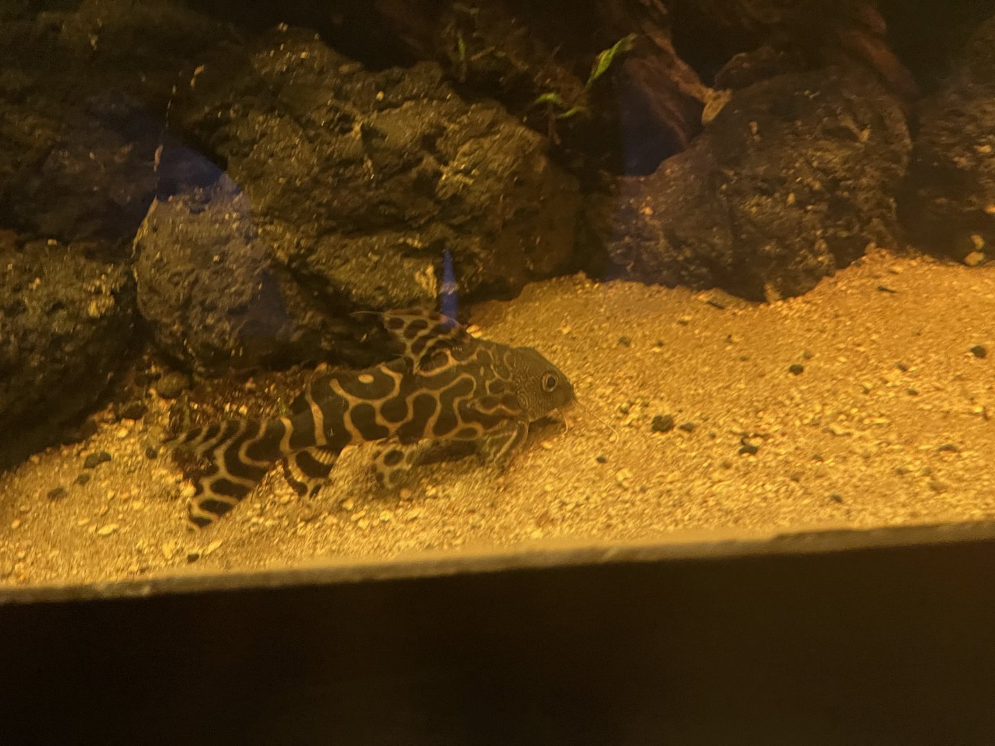 barfin synodontis (synodontis ornatipinnis) - dunia air tawar