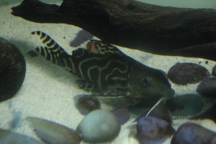 Barfin synodontis (Synodontis ornatipinnis)