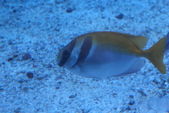 Barhead spinefoot (Siganus virgatus)