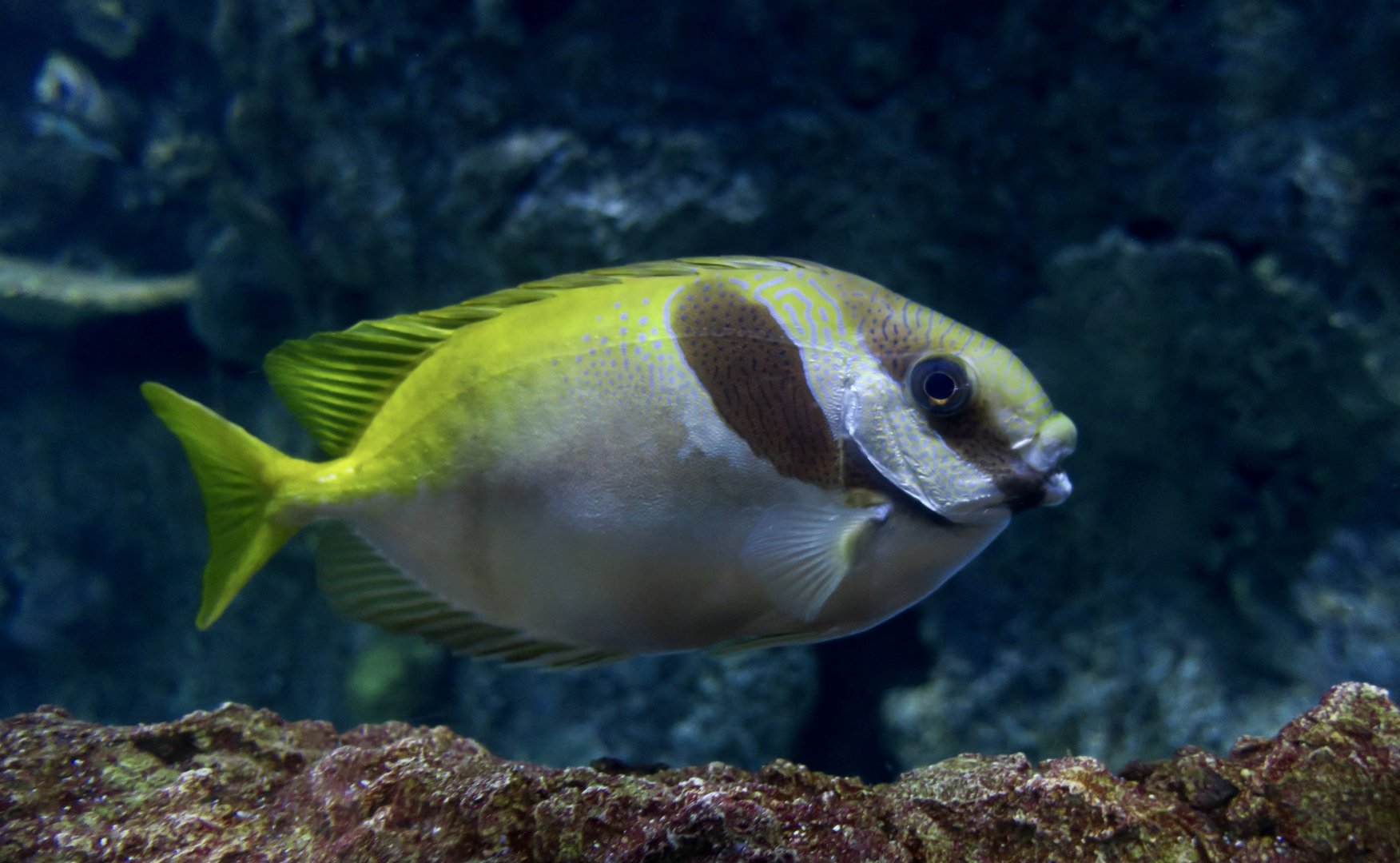 Barhead Spinefoot (Siganus virgatus)