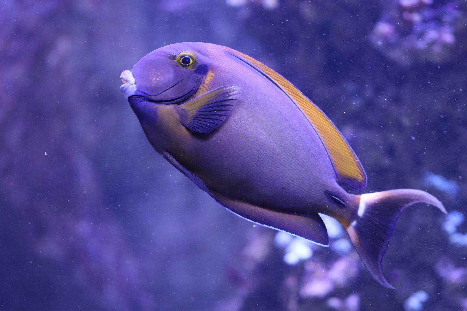 Bariene surgeonfish (Acanthurus bariene)