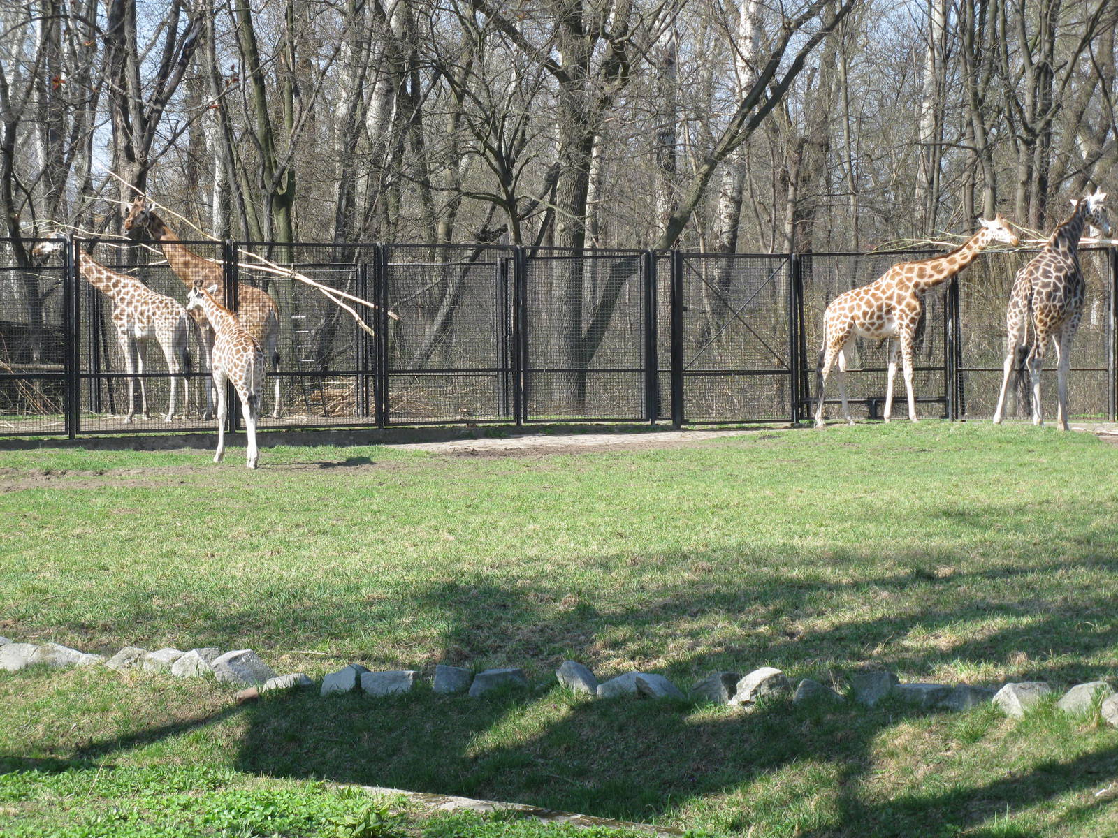 Baringo giraffas group