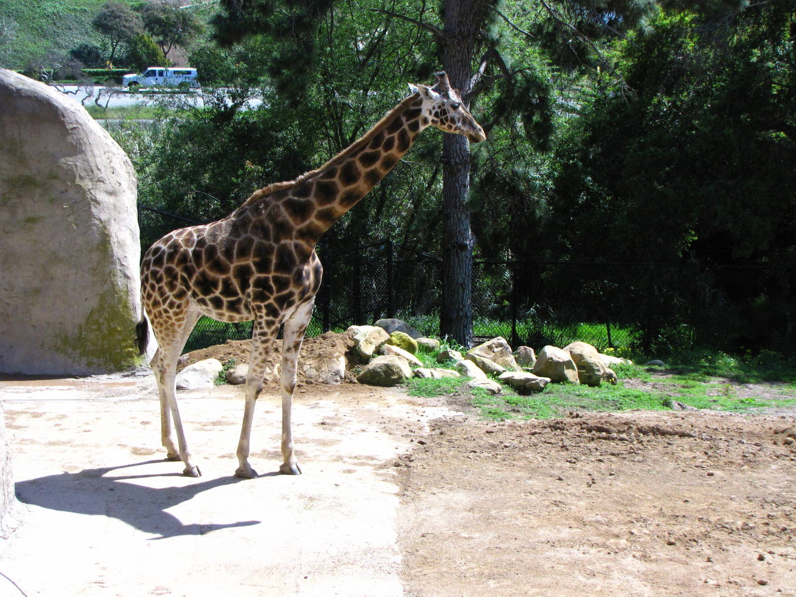 Baringo Giraffe - African Savanna