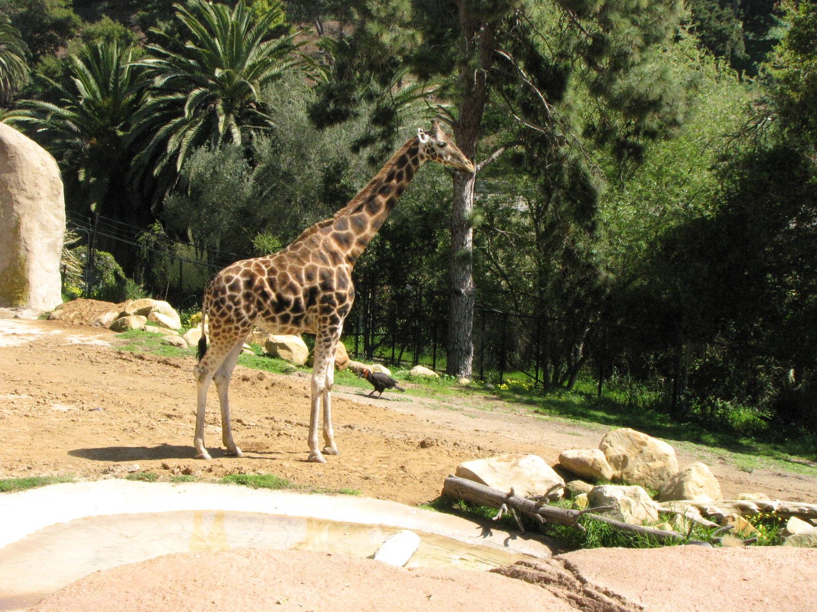 Baringo Giraffe and African Ground Hornbill