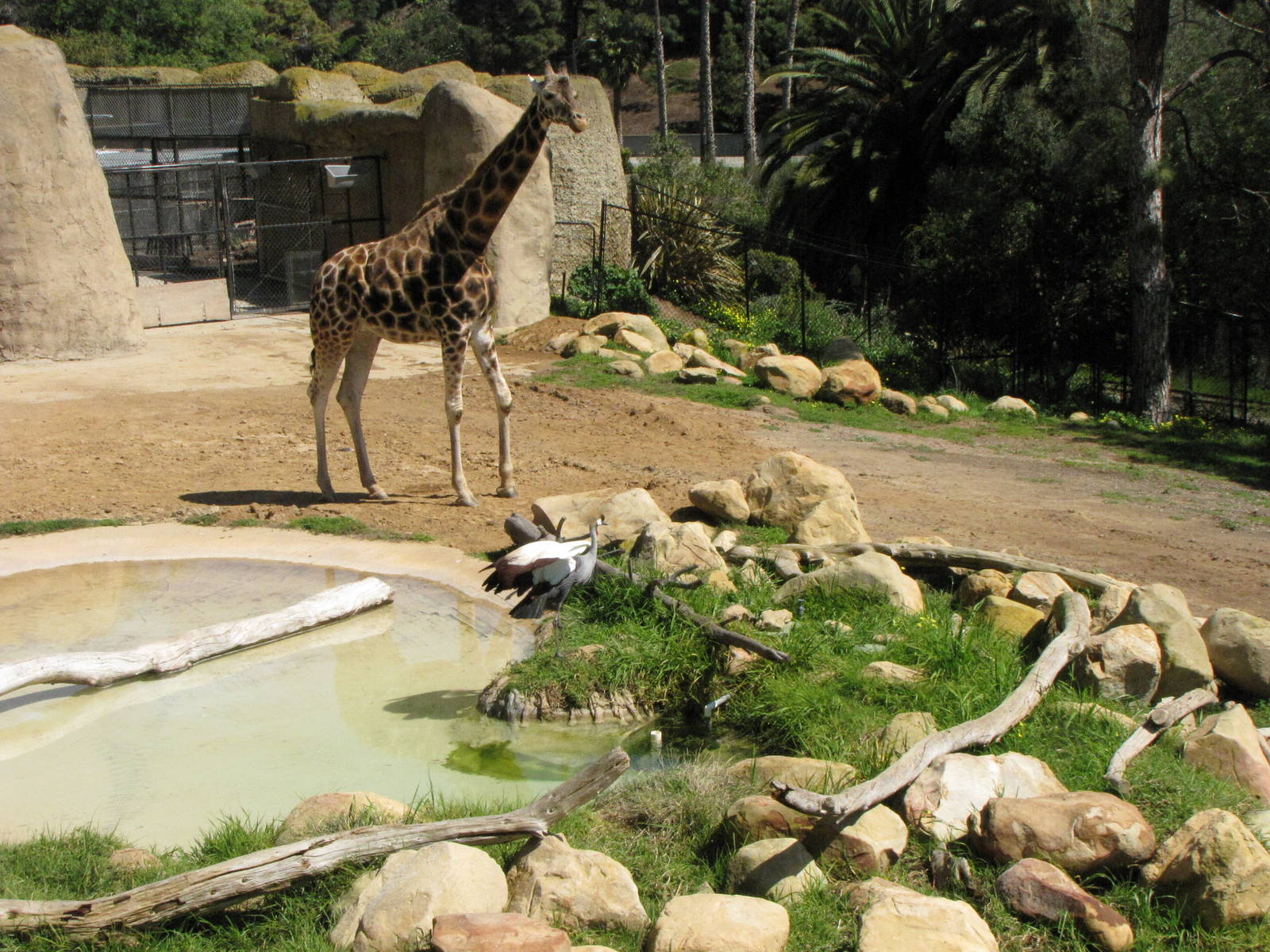 Baringo Giraffe and East African Crowned Crane