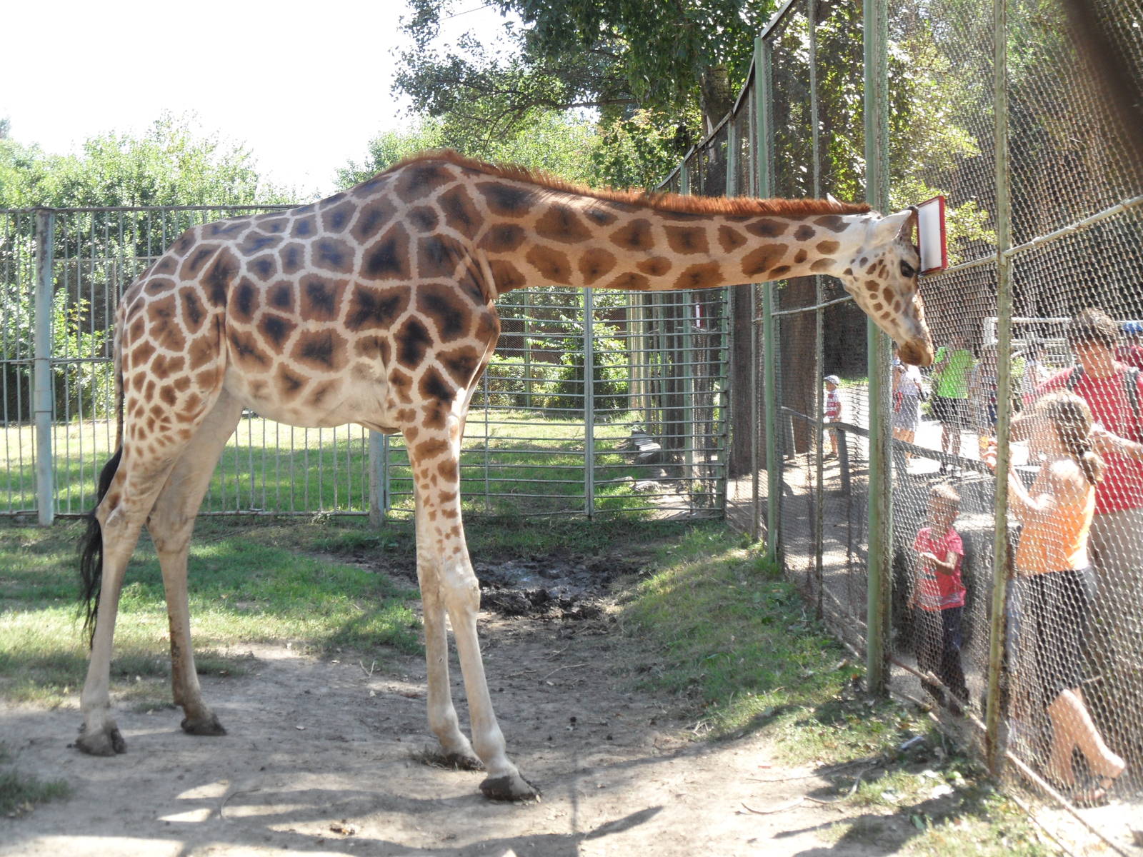 Baringo giraffe and visitors