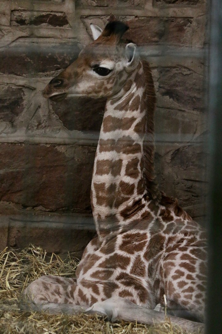 Baringo Giraffe Calf, 17 March