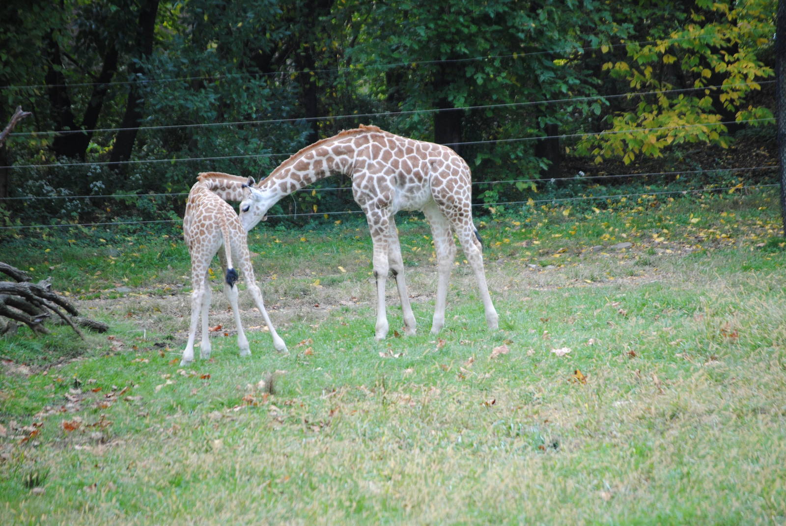 Baringo Giraffe Calves