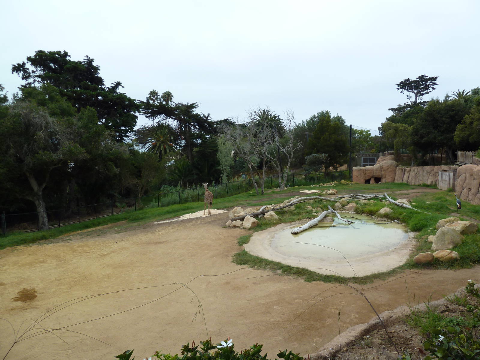 Baringo Giraffe/East African Crowned Crane/Spurred Tortoise Exhibit