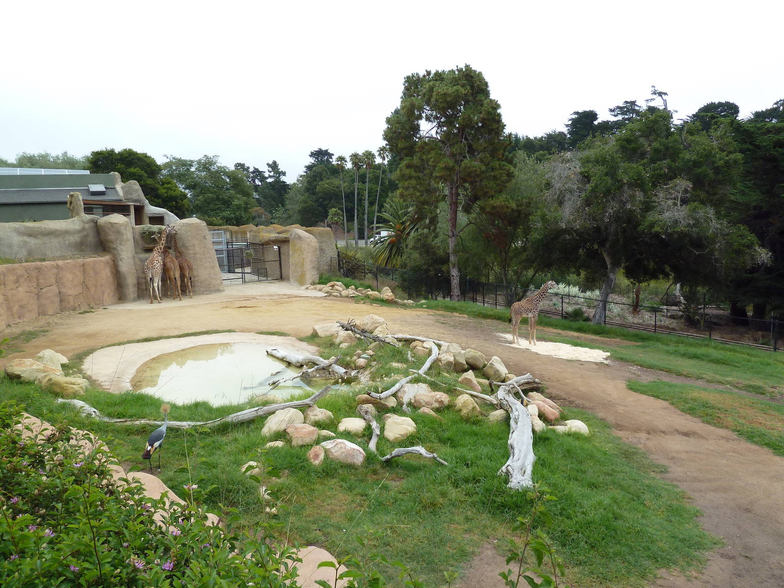 Baringo Giraffe/East African Crowned Crane/Spurred Tortoise Exhibit