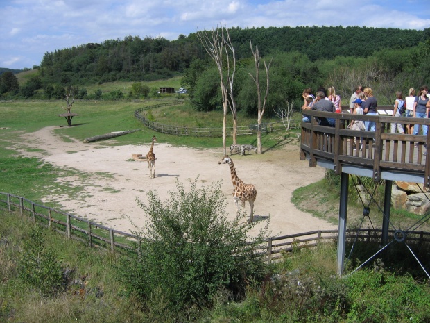 Baringo giraffe exhibit @ Prague zoo