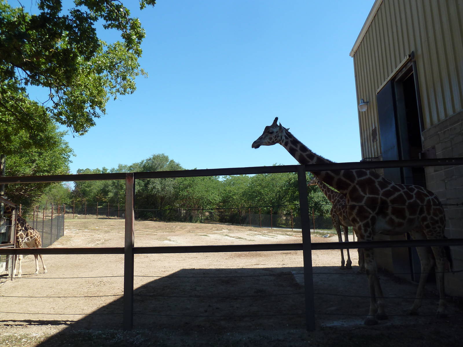 Baringo Giraffe Exhibit