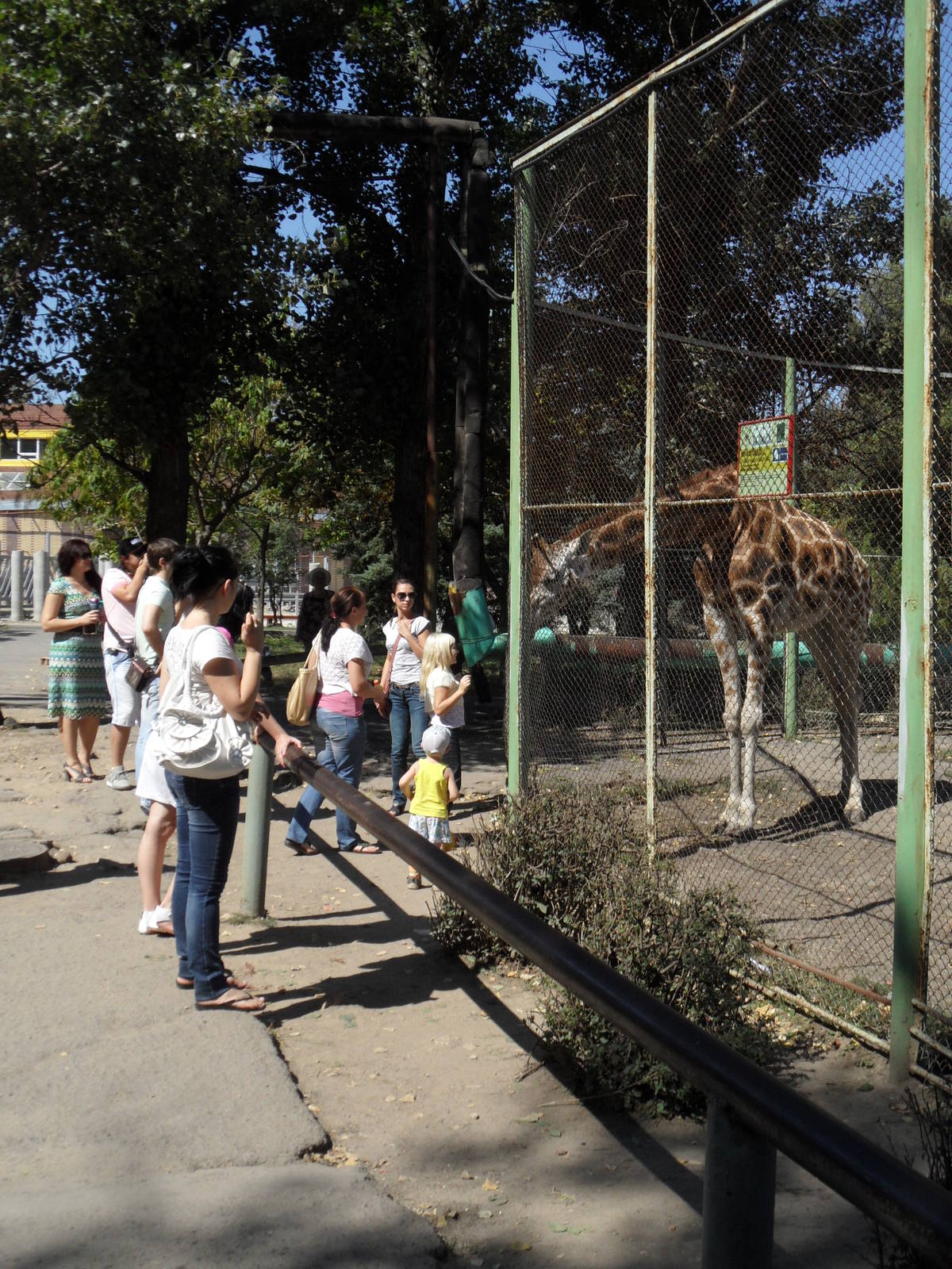 Baringo giraffe exhibit