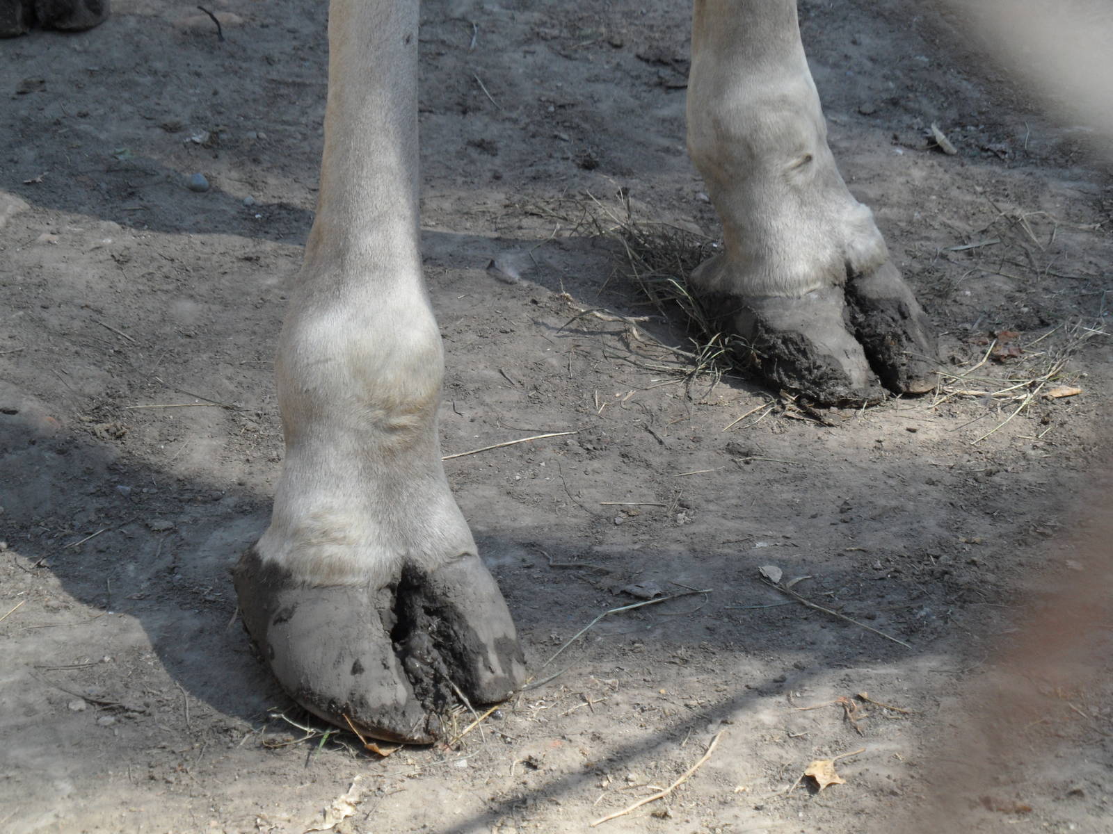 Baringo giraffe feet